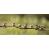 All Seasons Posters  7 mussen op tak tuinposter 110 x 45