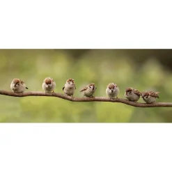 All Seasons Posters  7 mussen op tak tuinposter 110 x 45